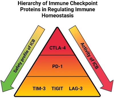 The future of combination immunotherapy in oesophageal adenocarcinoma